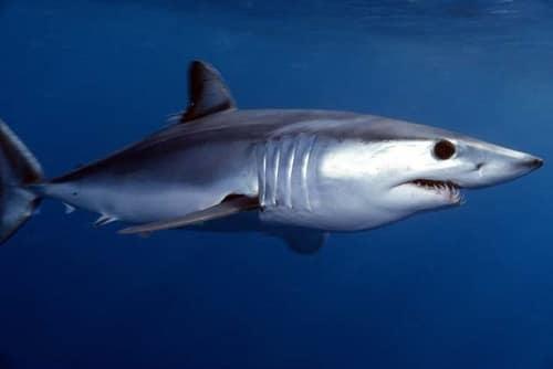 Shortfin Mako Shark reference