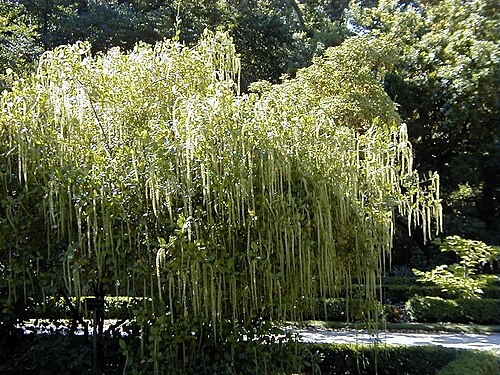 Holly-leaved Sweetspire reference