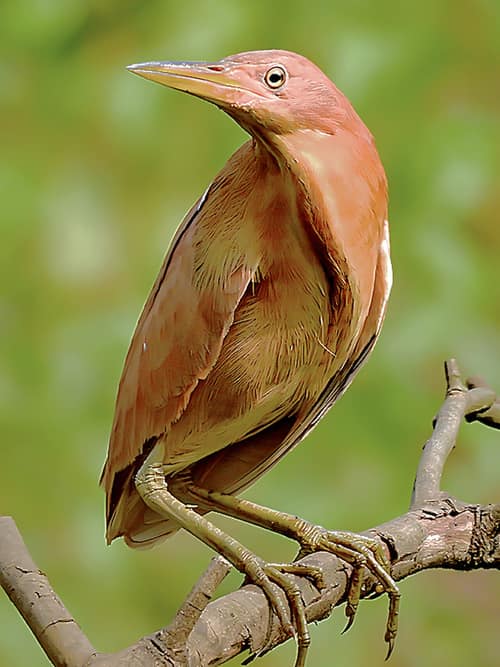 Cinnamon Bittern reference
