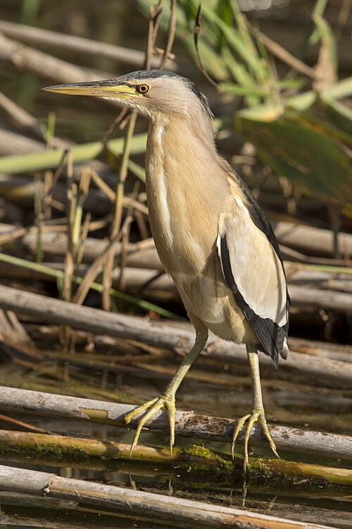 Little Bittern reference