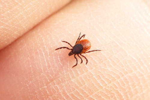 Taiga Tick reference