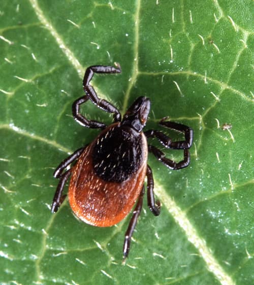 Blacklegged Tick reference
