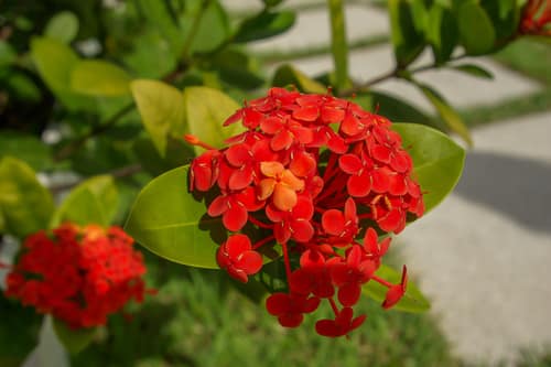 Chinese Ixora reference
