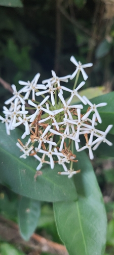 White Ixora reference