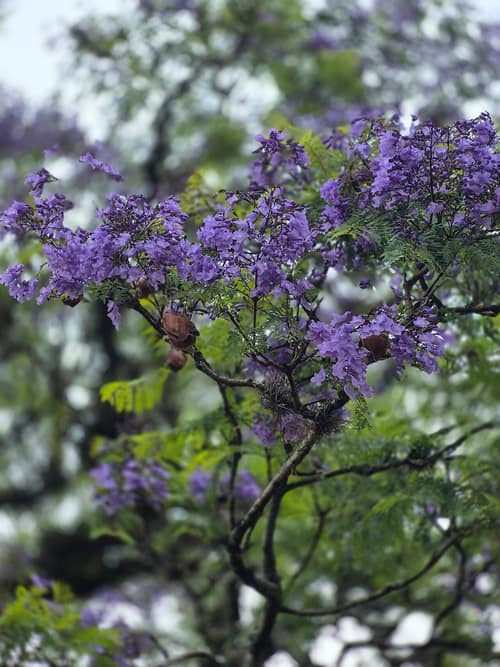 Jacaranda reference