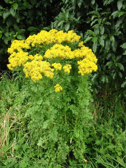 Common Ragwort reference
