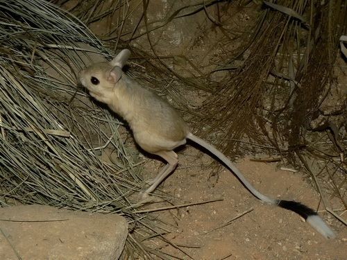 Greater Jerboa reference