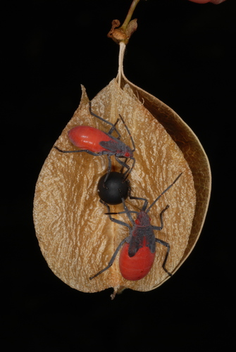 Soapberry Bug reference