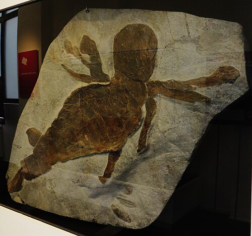 Giant Sea Scorpion reference