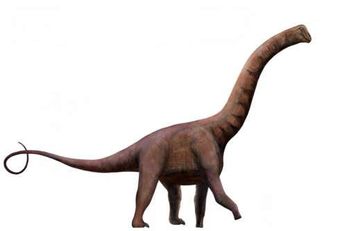 Jainosaurus reference