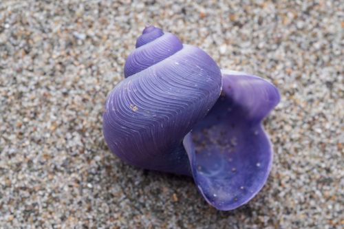 Dwarf Violet Snail reference