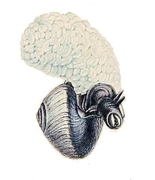 Violet Sea Snail reference