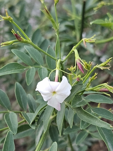 Royal Jasmine reference