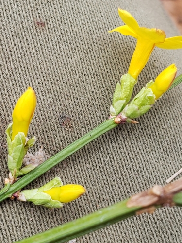 Winter Jasmine reference