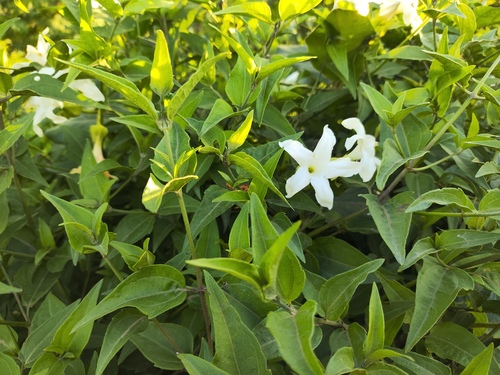 Common Jasmine reference