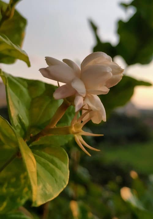 Arabian Jasmine reference