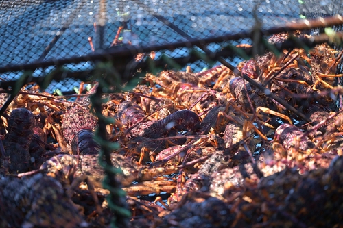 Southern Rock Lobster reference