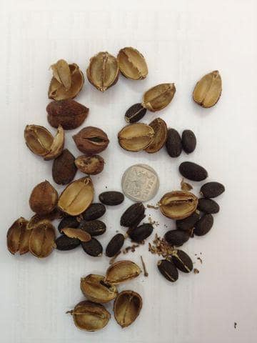 Physic Nut reference