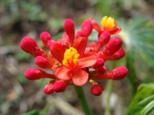 Coral Plant reference