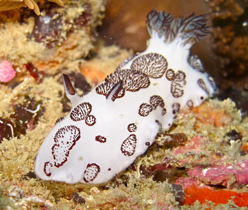 Polka-Dot Jorunna reference