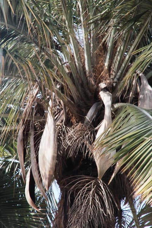 Chilean Wine Palm reference