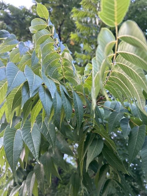 Black Walnut reference