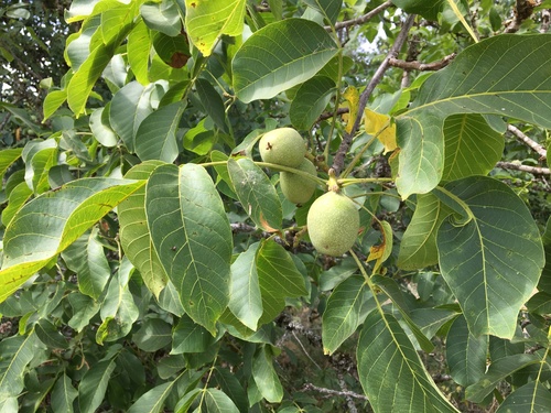 Persian Walnut reference