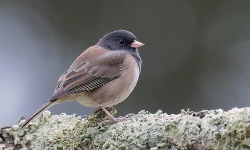 Dark-eyed Junco reference