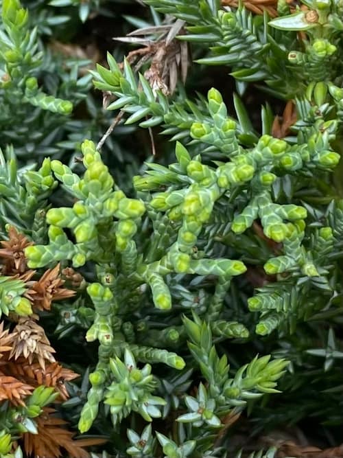 Chinese Juniper reference