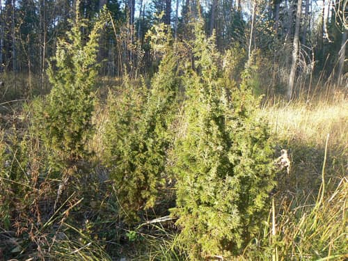 Common Juniper reference