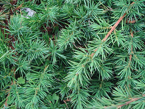 Shore Juniper reference