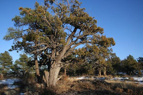 Alligator Juniper reference