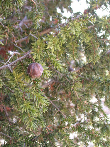 Syrian Juniper reference