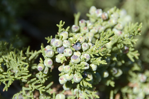 One-seed Juniper reference