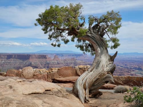 Utah Juniper reference