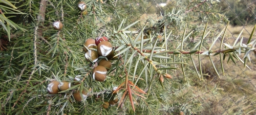 Prickly Juniper reference