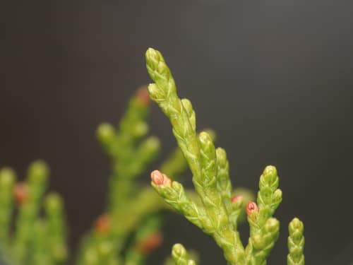 Phoenicean Juniper reference