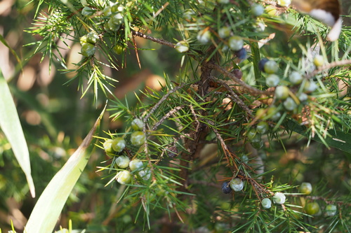 Temple Juniper reference