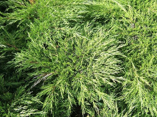 Savin Juniper reference