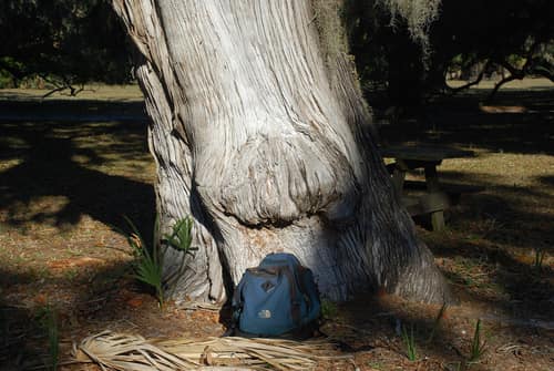Eastern Red Cedar reference