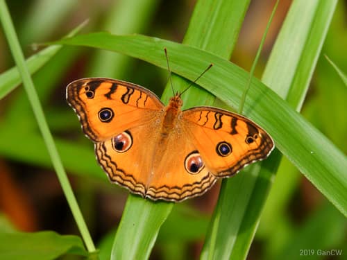 Peacock Pansy reference