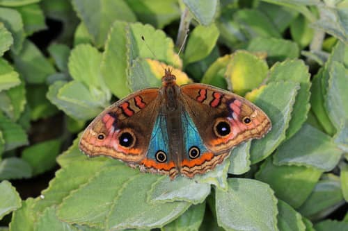 Mangrove Buckeye reference