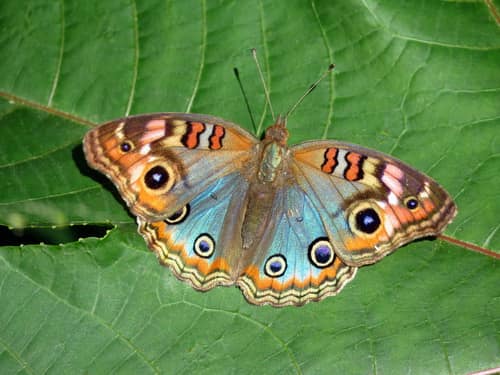 Tropical Buckeye reference