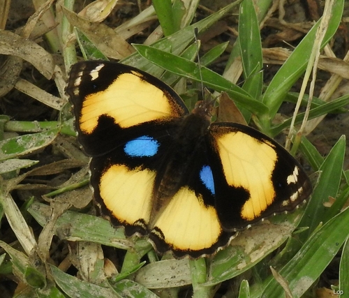Yellow Pansy reference