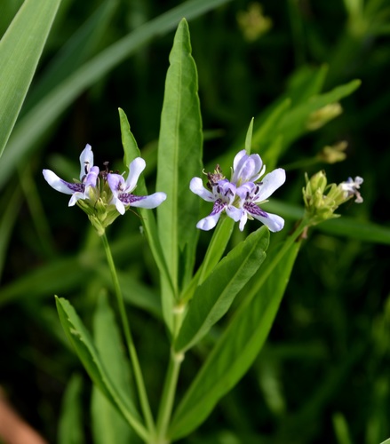 American Water-willow reference