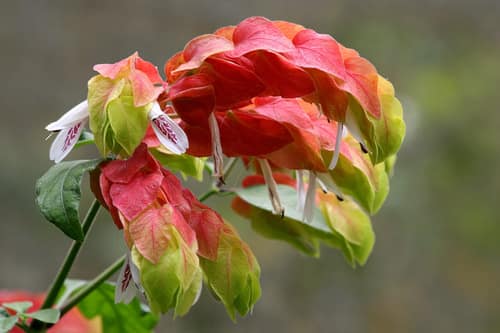 Shrimp Plant reference