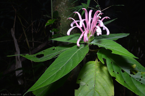 Brazilian Plume reference