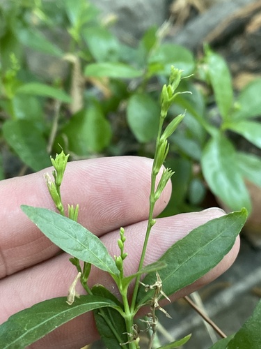 Looseflower Water-willow reference