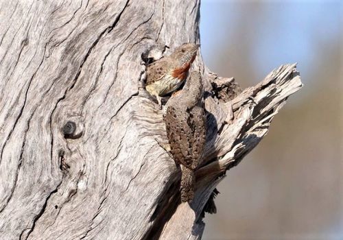 Red-throated Wryneck reference