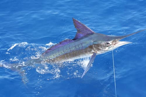 Striped Marlin reference